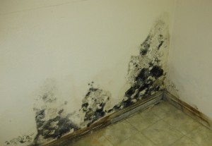 Mould Removal London